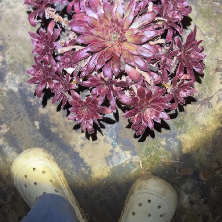 不包断枝法师链接8