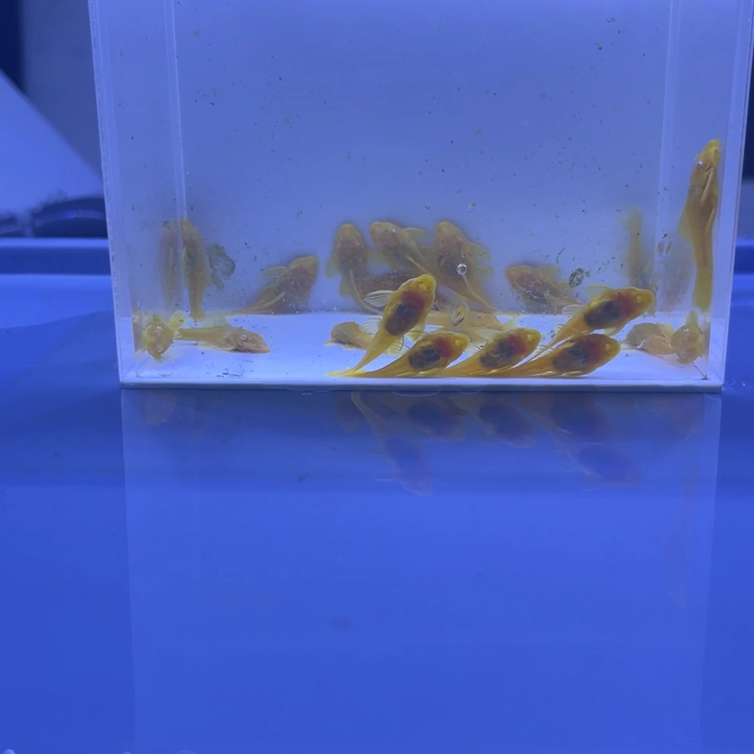 孔雀鱼胡子20条开箱视频报损