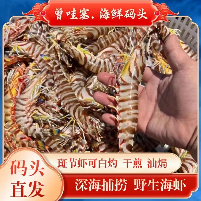 【码头价斑节虾】汕尾本港码头野生斑节虾 深海现捕 8-10条/盒发2盒 海鲜