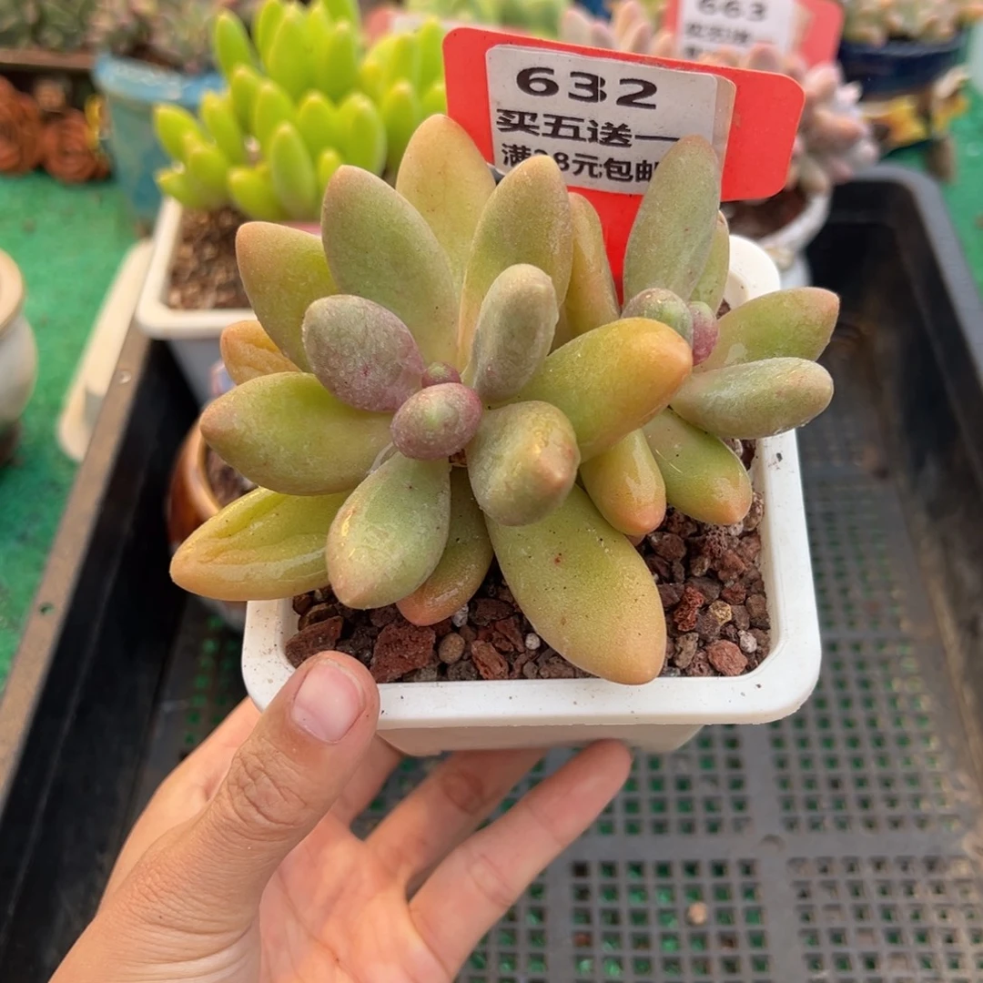 表妹精品多肉植物632.