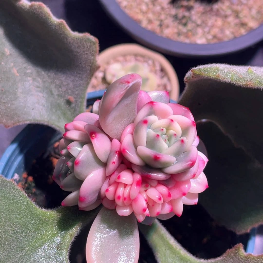 腾****店多肉特价梦露锦群