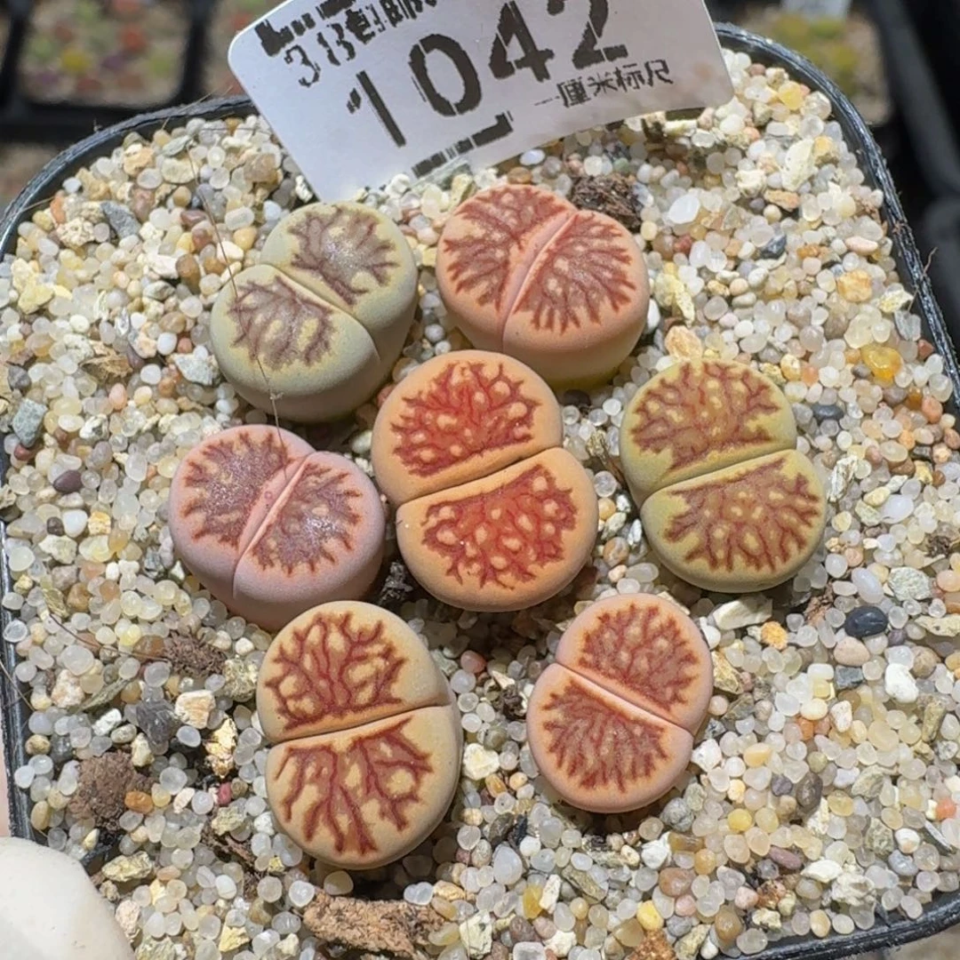 zzzz生石花肉锥1042