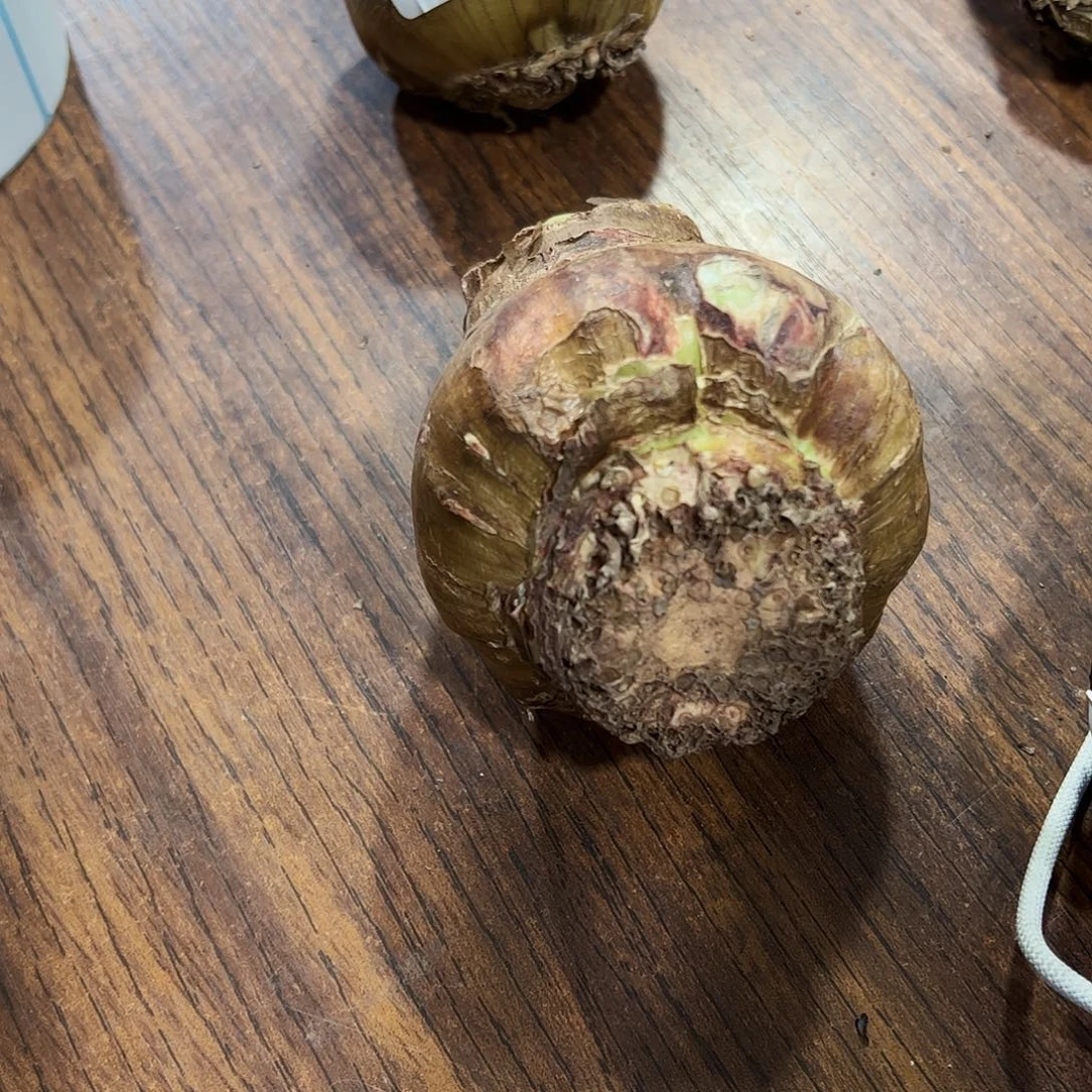 台朱新品梦妍巨大球拍品1号