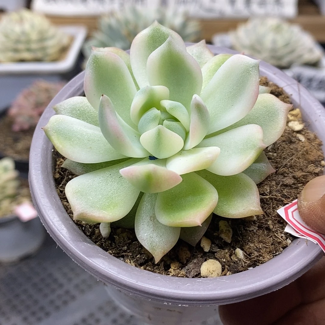 23110 霜花覆轮锦