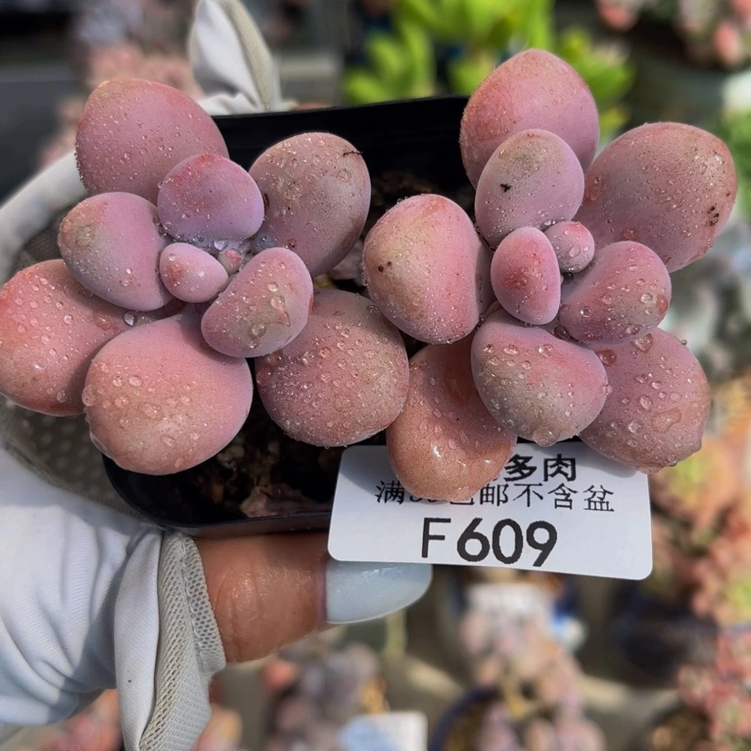 609-腰子桃蛋多肉6cm