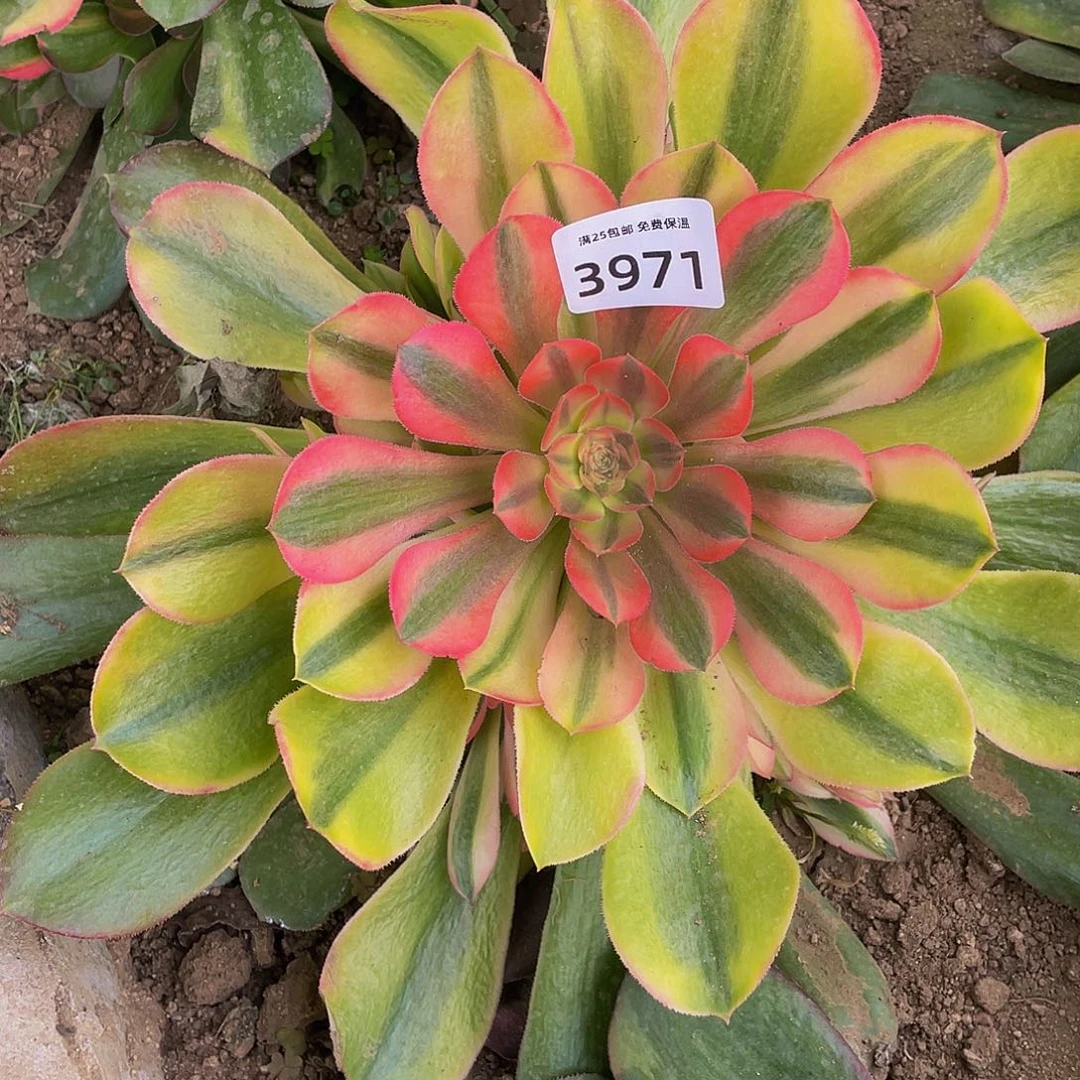 3971香妃多肉植物