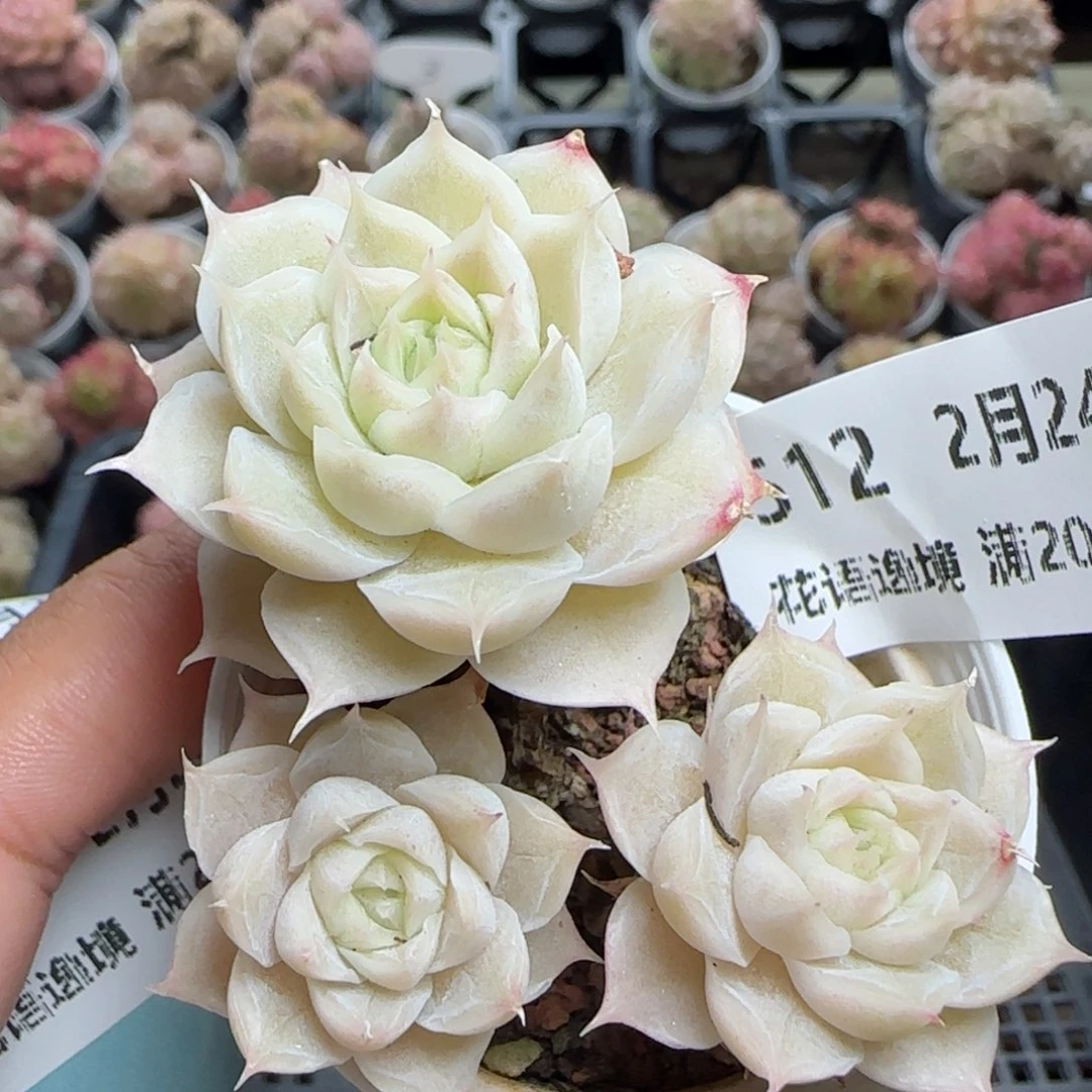 花语逸镜0224-512散