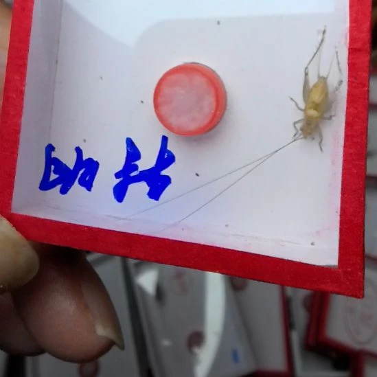 蟋蟀石志明特特响冬蛉