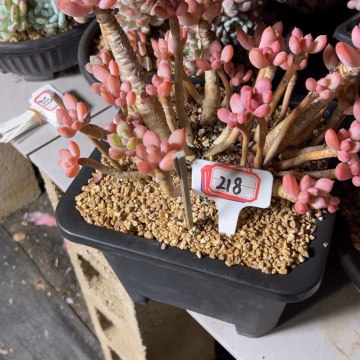 大***生218大群灰姑娘老桩78