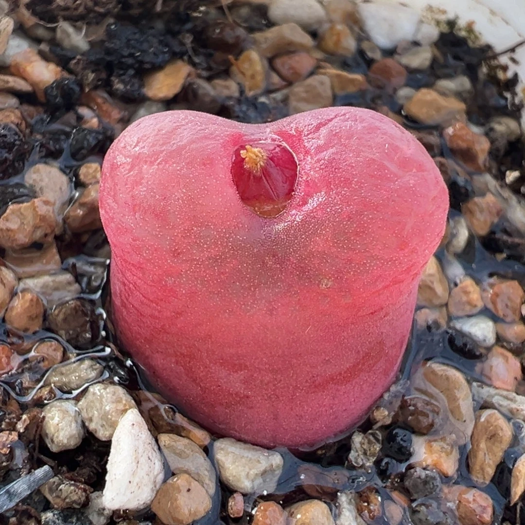 985多肉植物种类多样