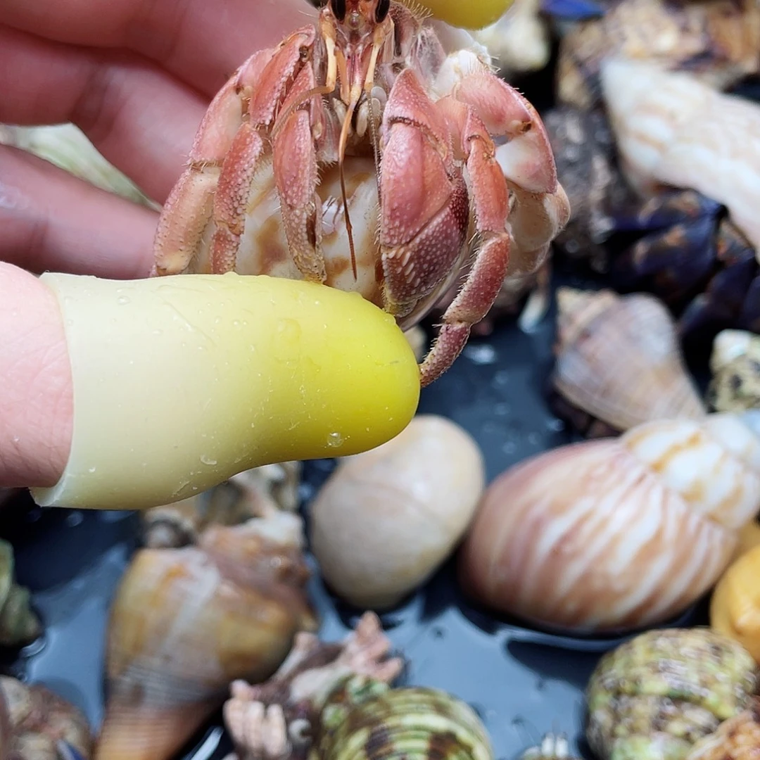 2.6口通体色新岛异彩