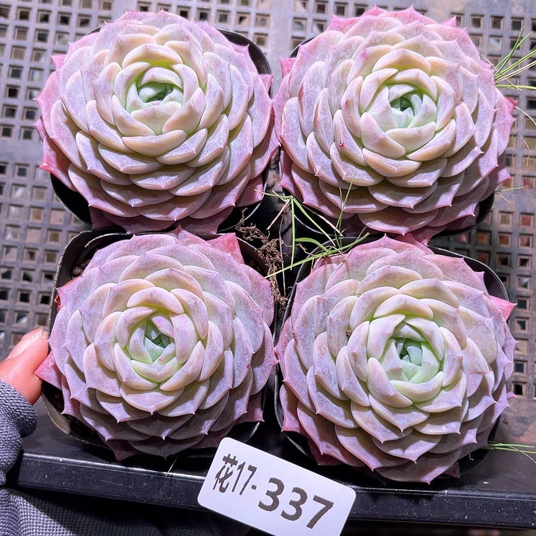 花17-337纯爱单头4颗