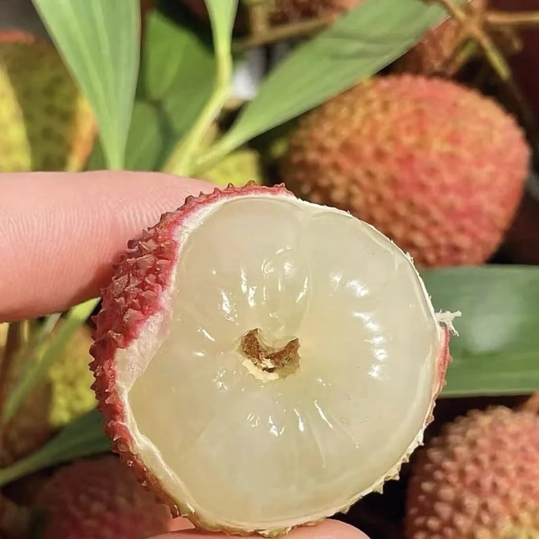桂味荔枝一箱毛重10斤(含冰袋