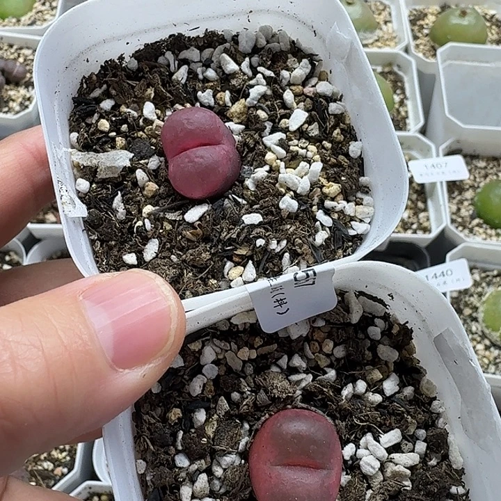 老马生石花吕红1557