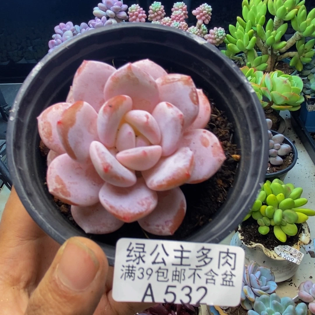 532冰糕多肉肉5cm
