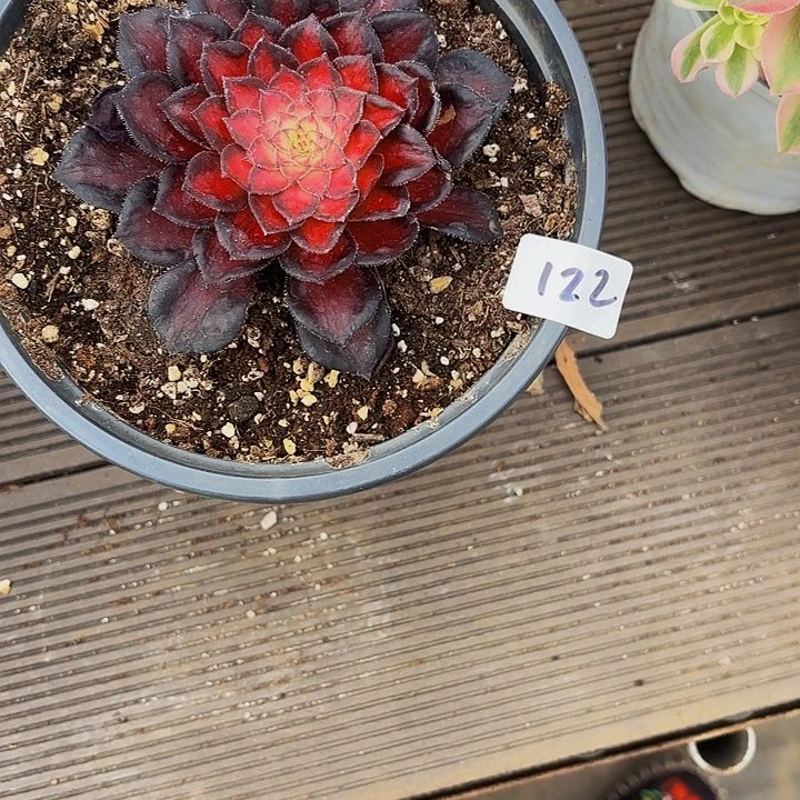 渭****7122多肉植物植物植物