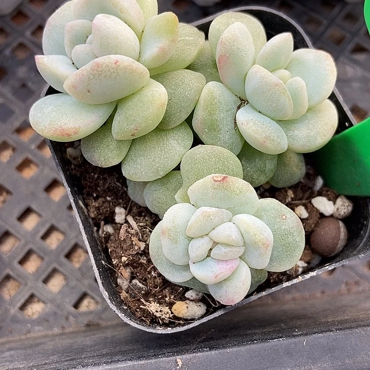 多肉植物冰玉石化939