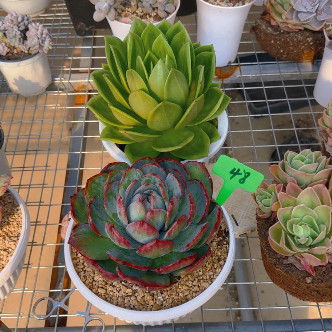 组合套餐编号48号