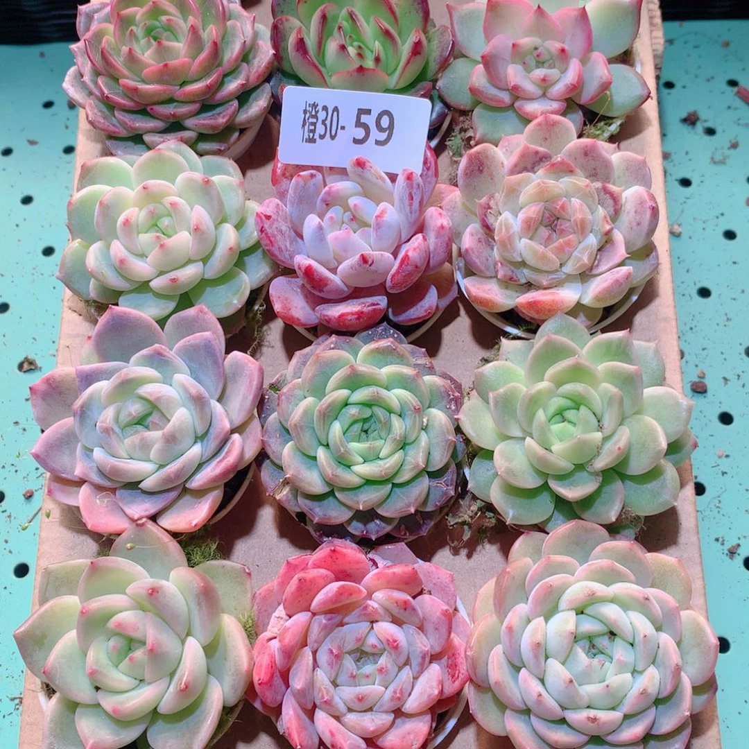 30-59一物一拍多肉带盆18颗