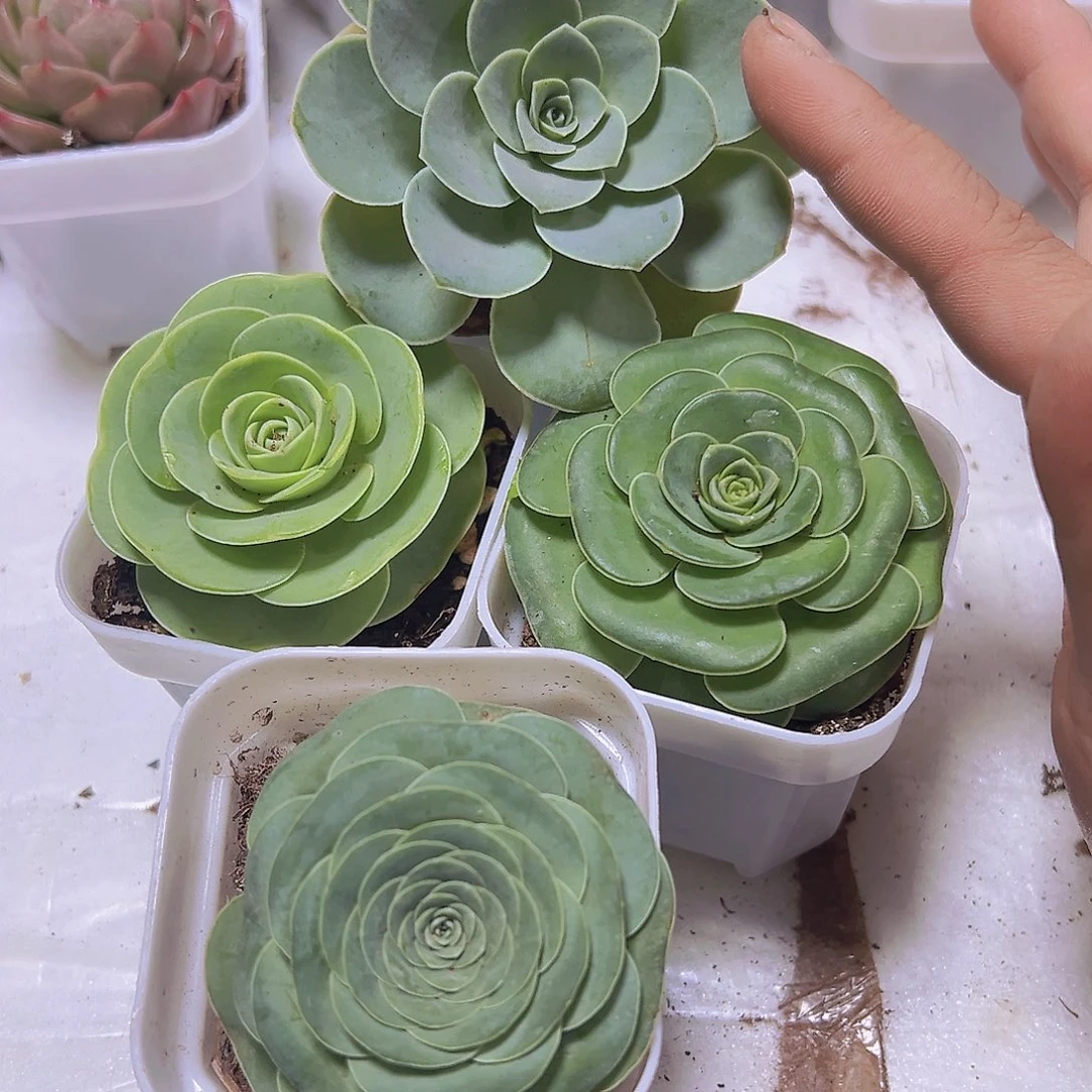 玫瑰组合4盆19包邮