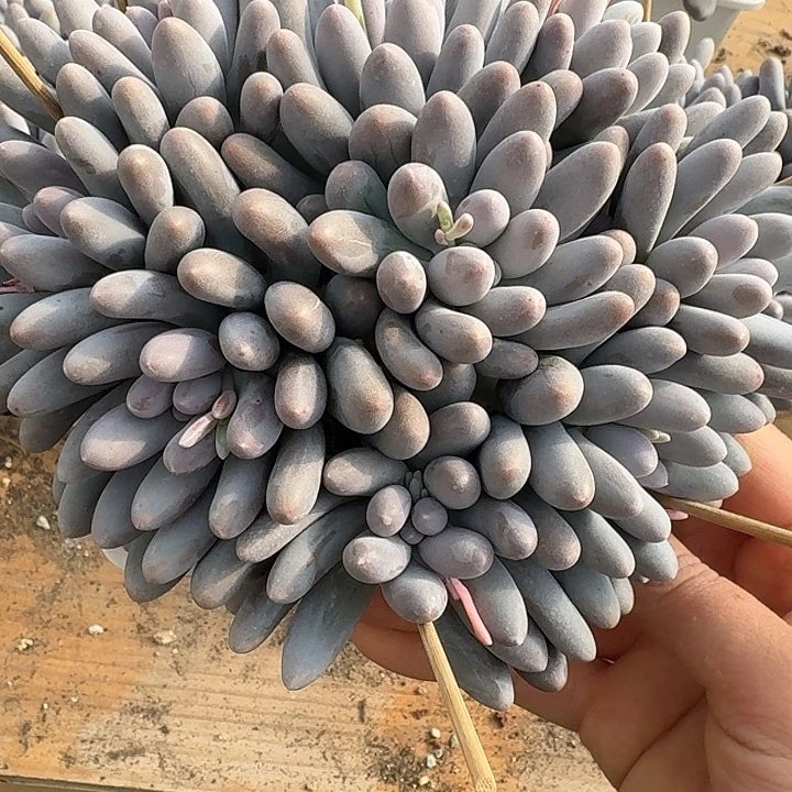 汤圆多肉植物的生长