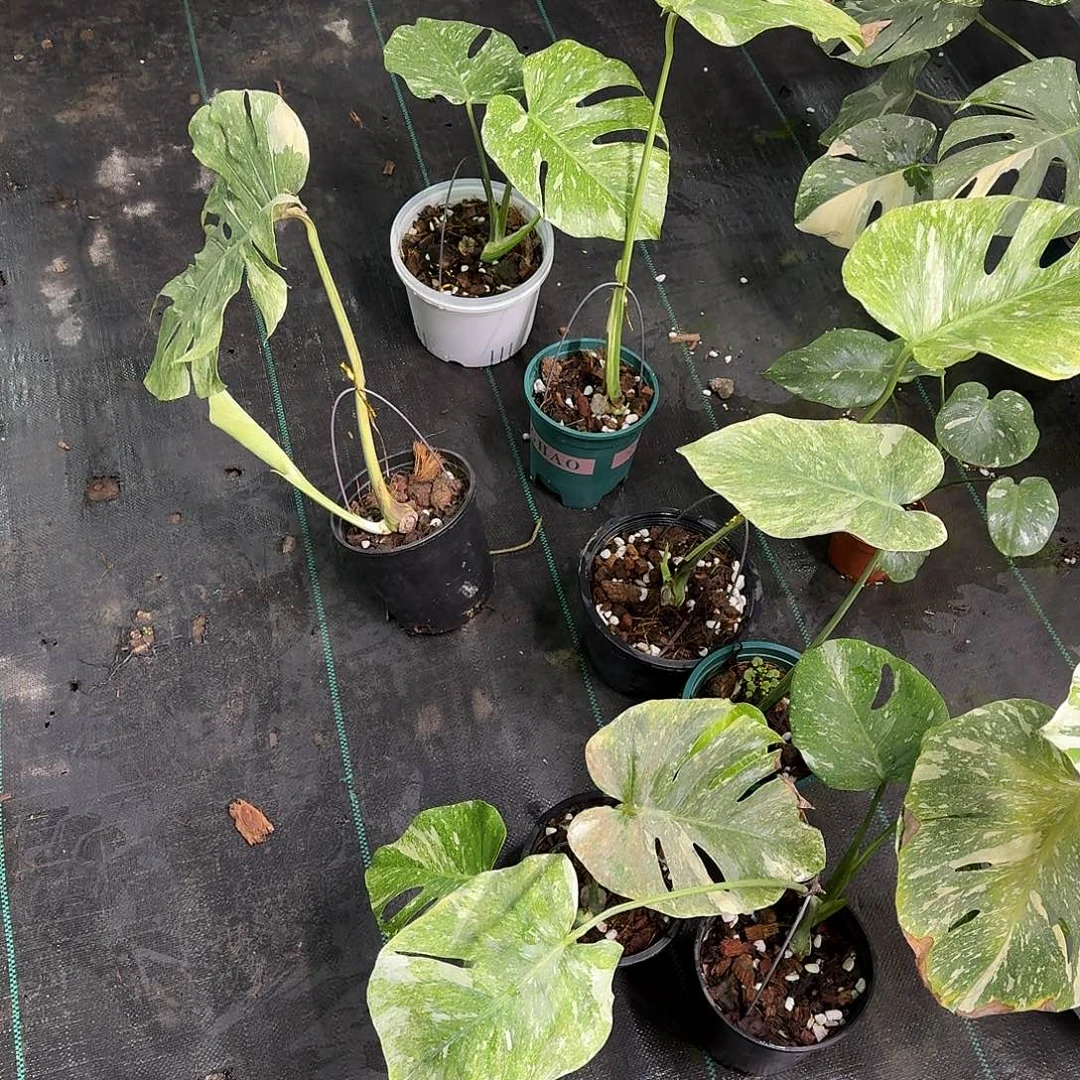 无花朵绿雪随便挑