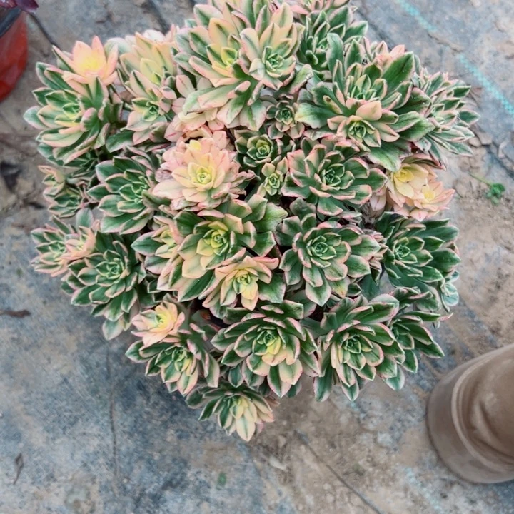 765甜茶多肉植物