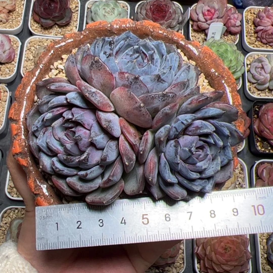 Y****中548 多肉植物组合