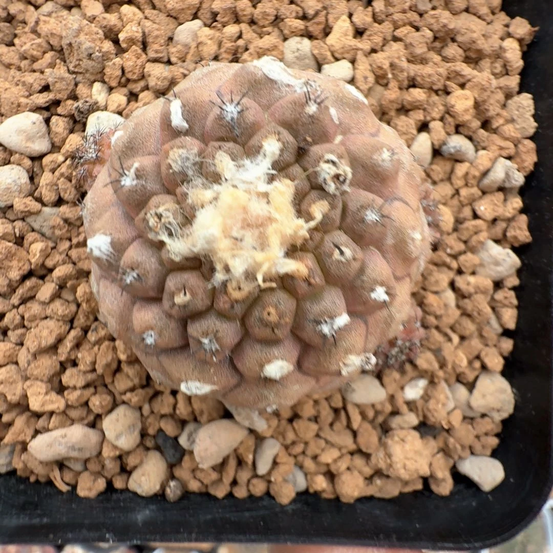 无花朵疣仙人群生尺寸4.2