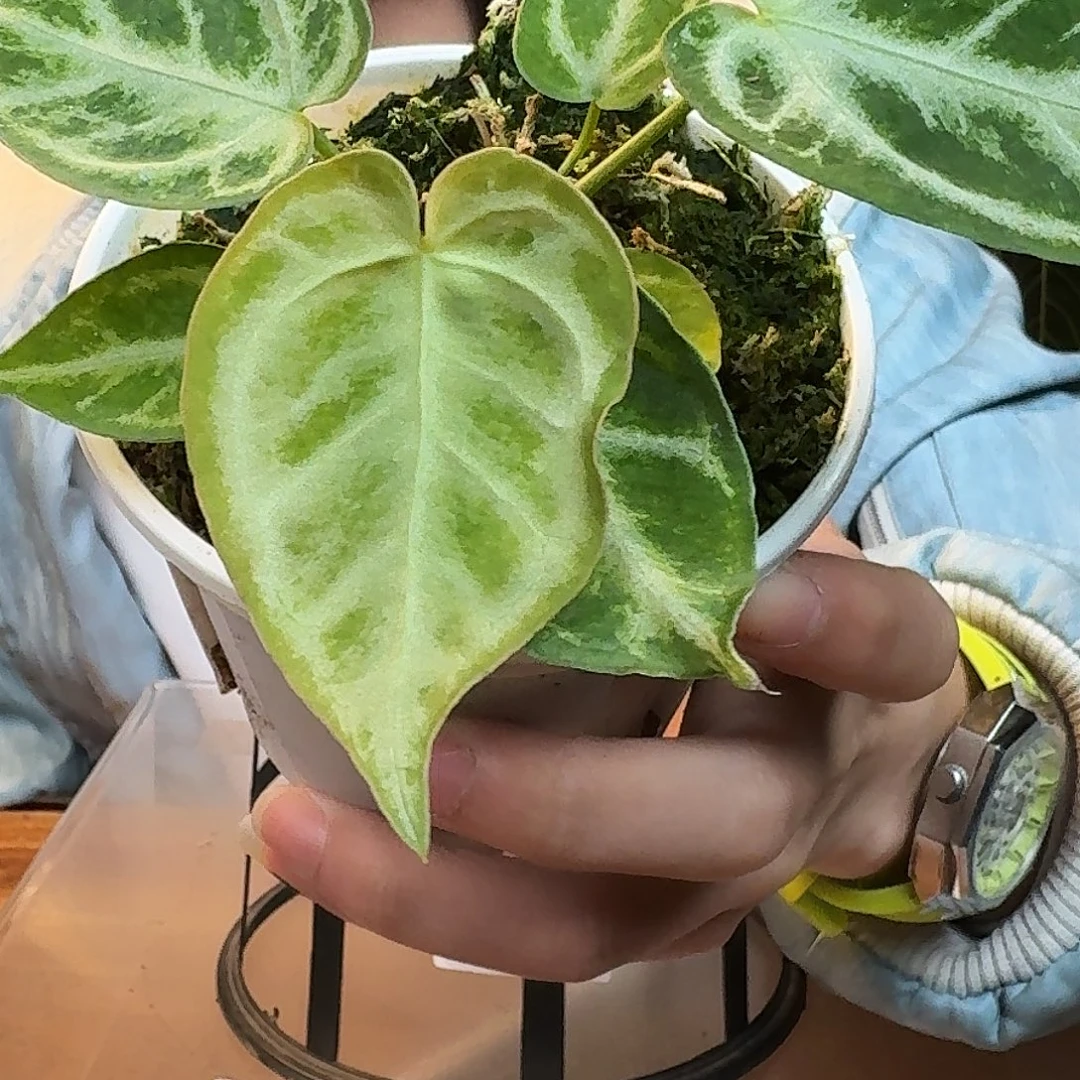 完全开放W141银色面纱杂银刷子