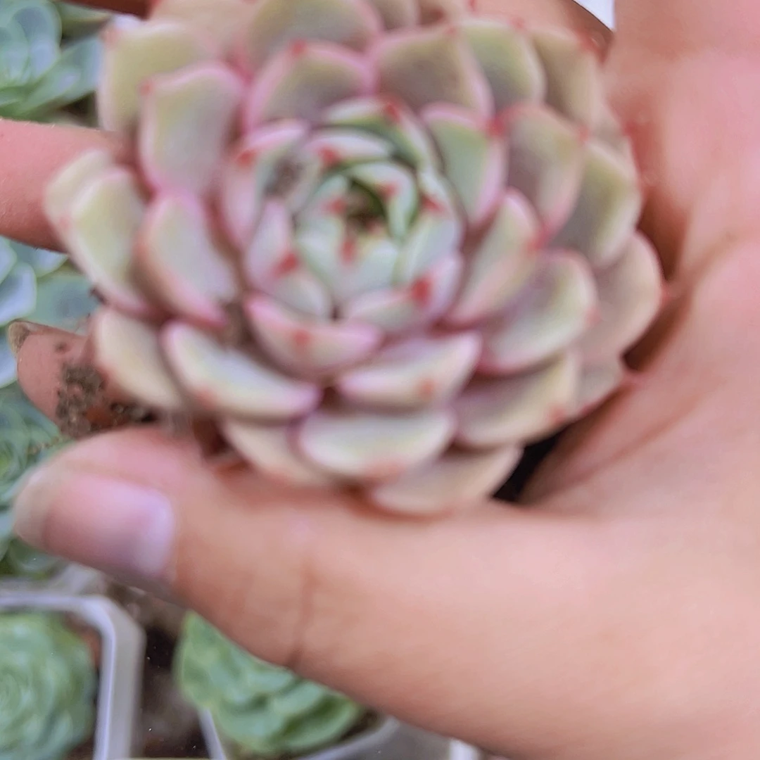 本吧2个拓土发货19包邮