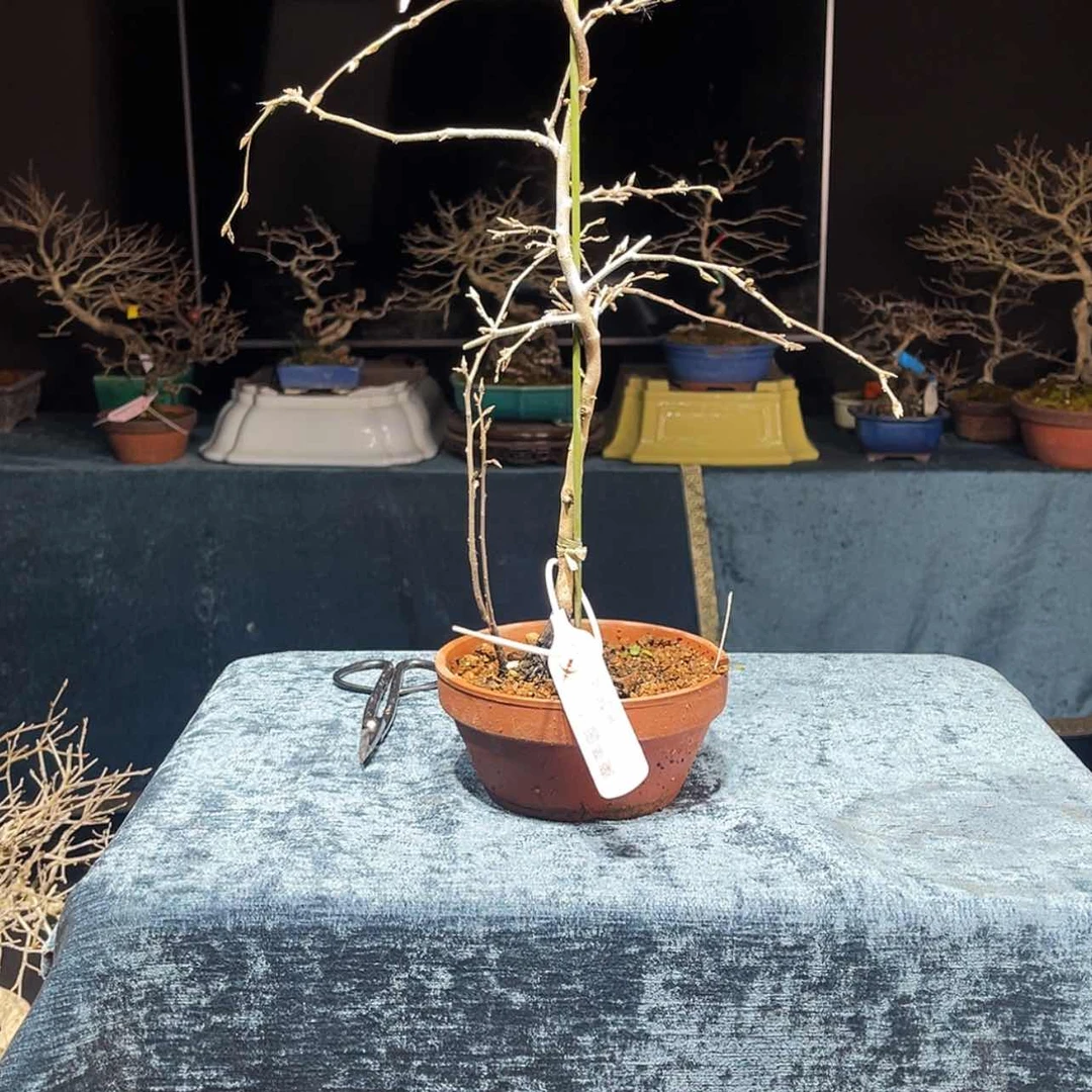 【闪购商品】老鸦柿公大**脚150