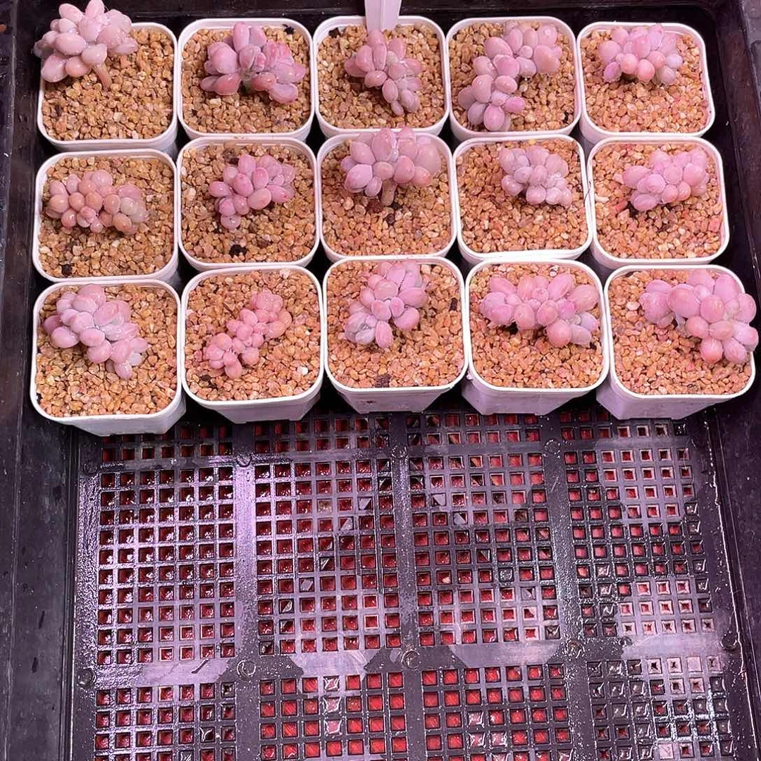 小*滨哥多肉M323桃蛋朵朵15个