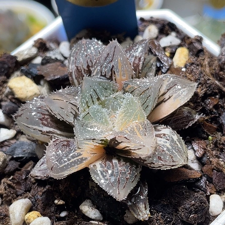 588魔刺玉露锦福利