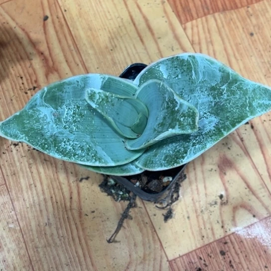 雷***龙完全开放芦荟银芳