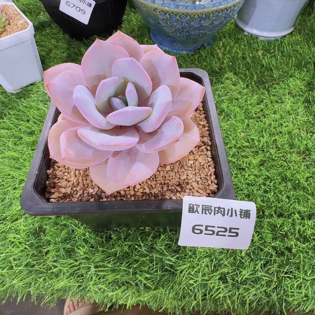 多肉植物奶茶单头6525