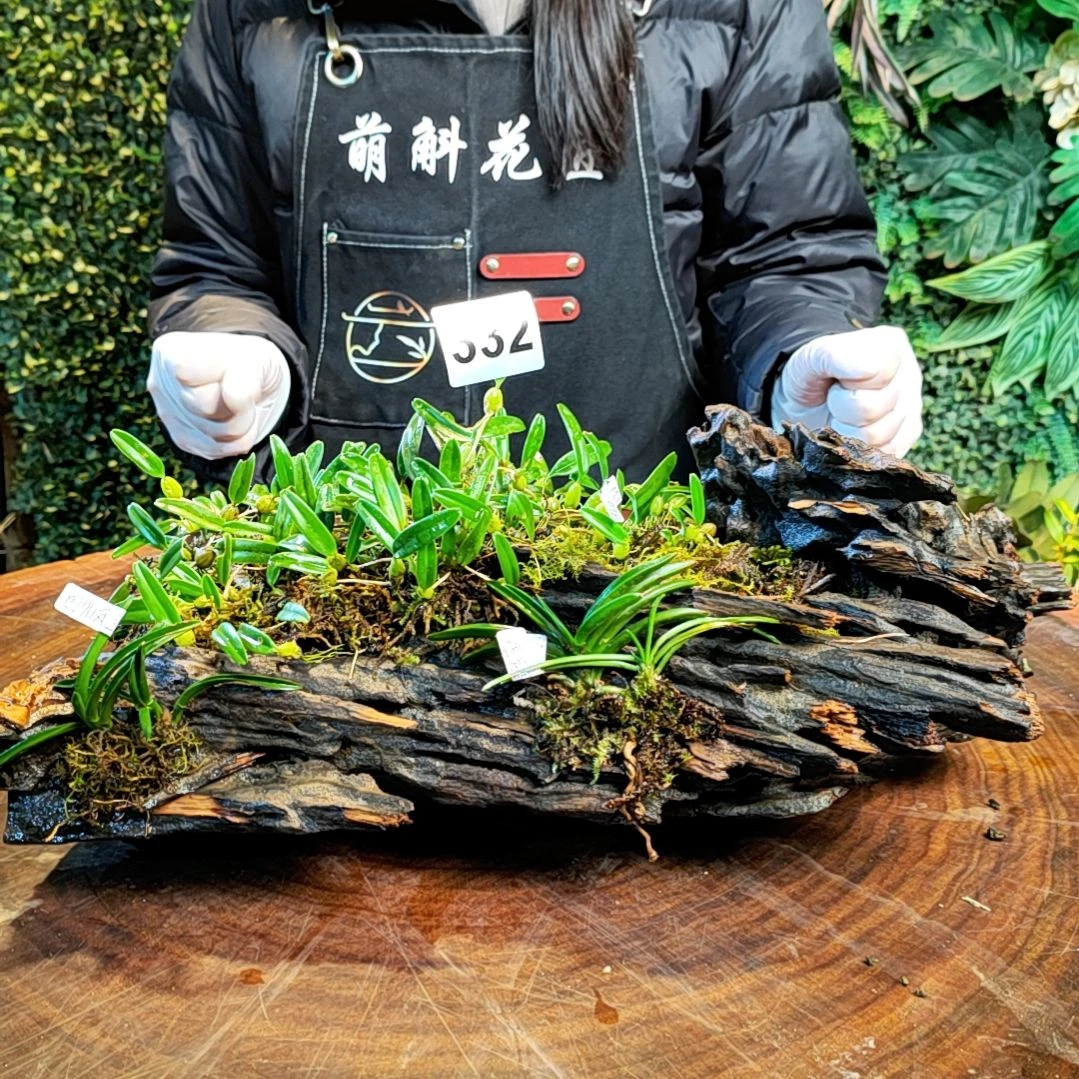 【闪购商品】332花卉组合花花