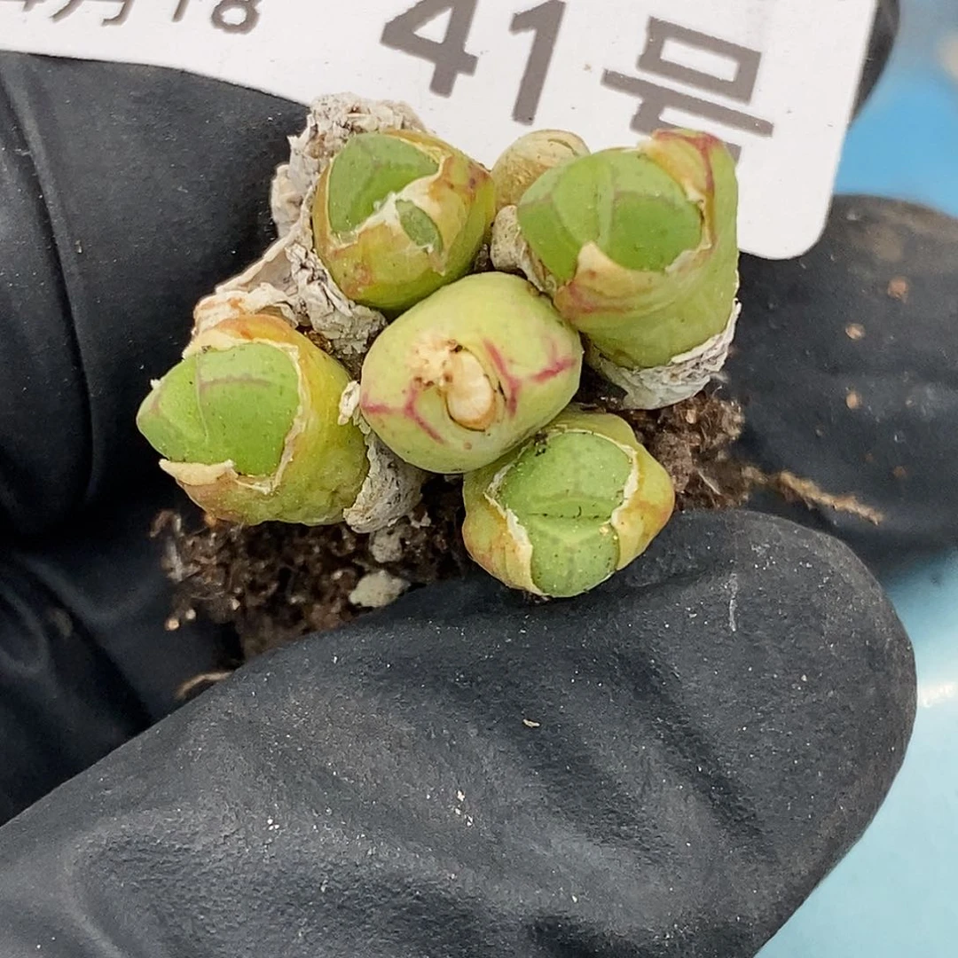 桃喜花园 0418-41猪蹄