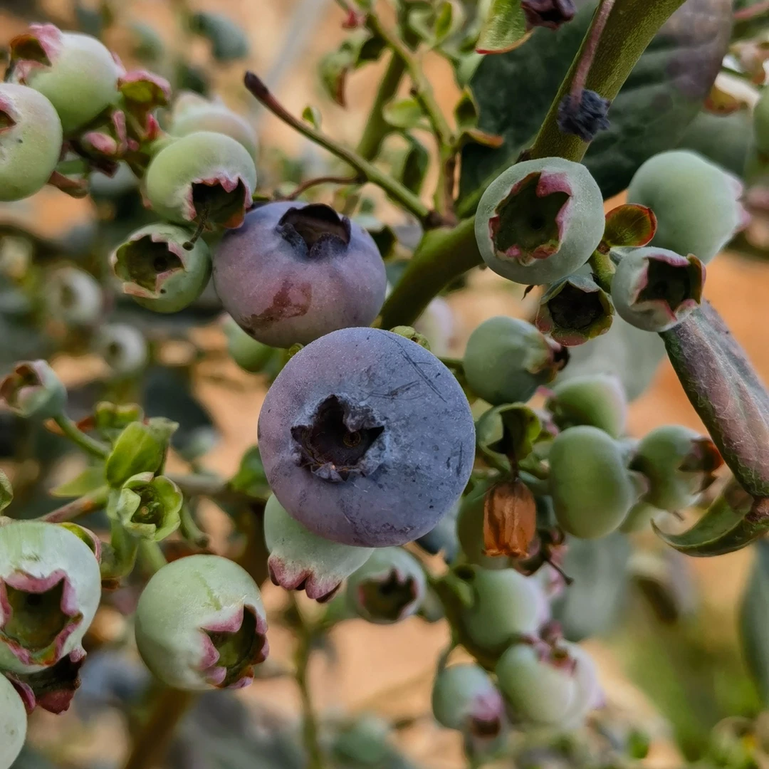 云南普洱L25花香蓝莓