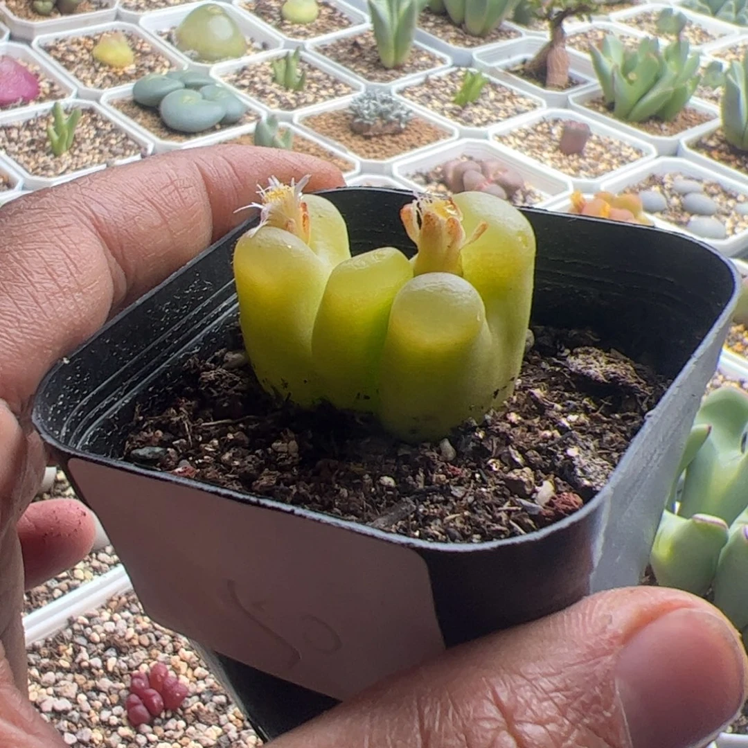 11.18怪物毛毛多肉植物50