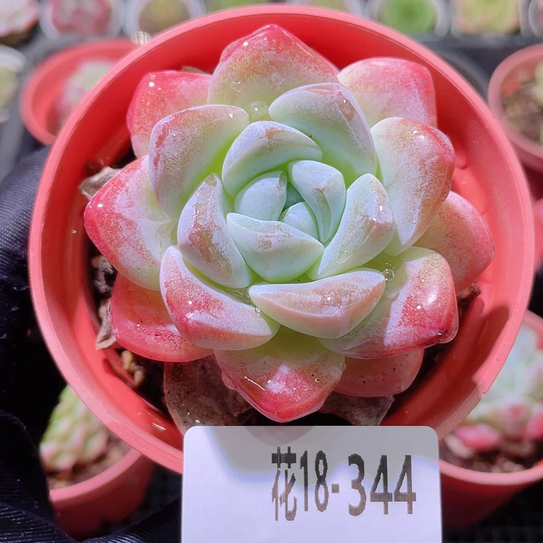 花利美18-344冰玉