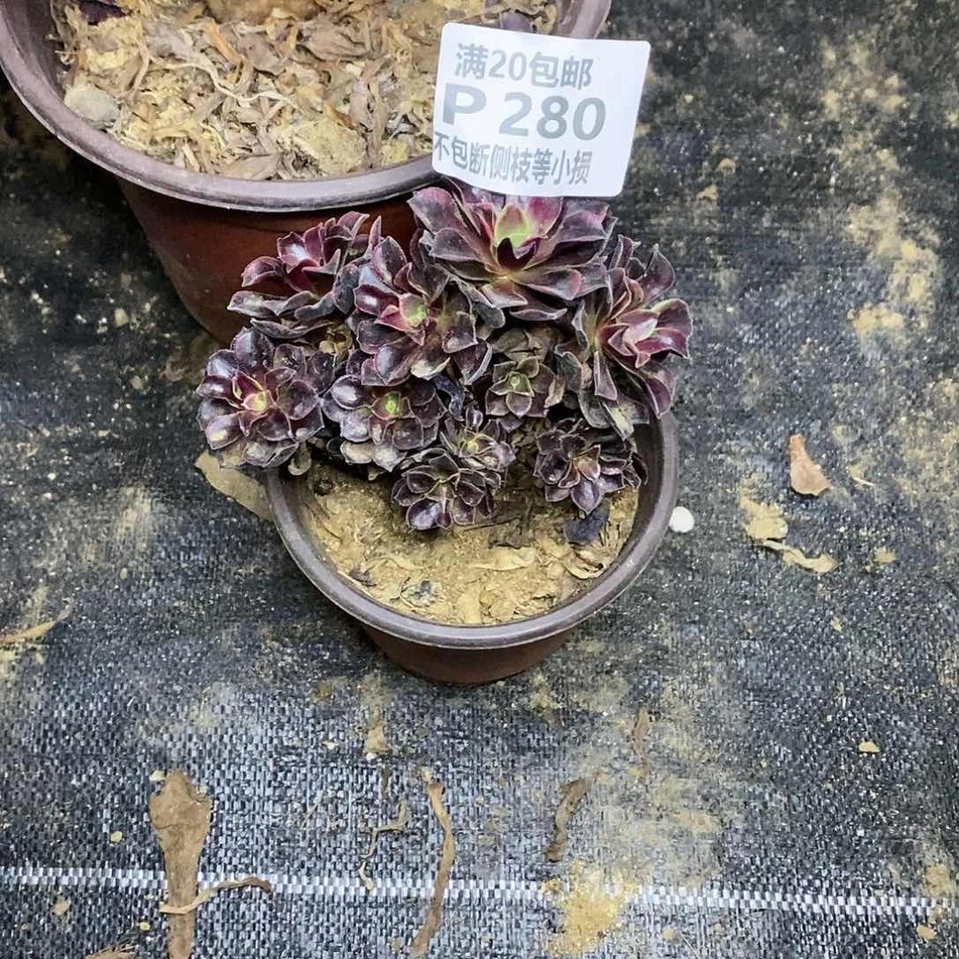 慧*280欧佳丽朵朵缀多肉