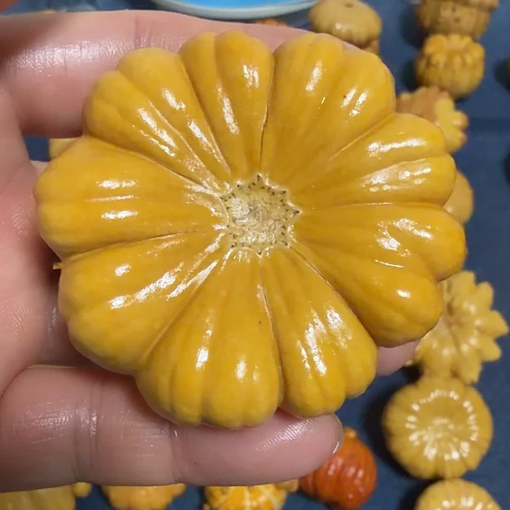 米***儿墨西哥七彩疙瘩葫芦瑕疵不退货