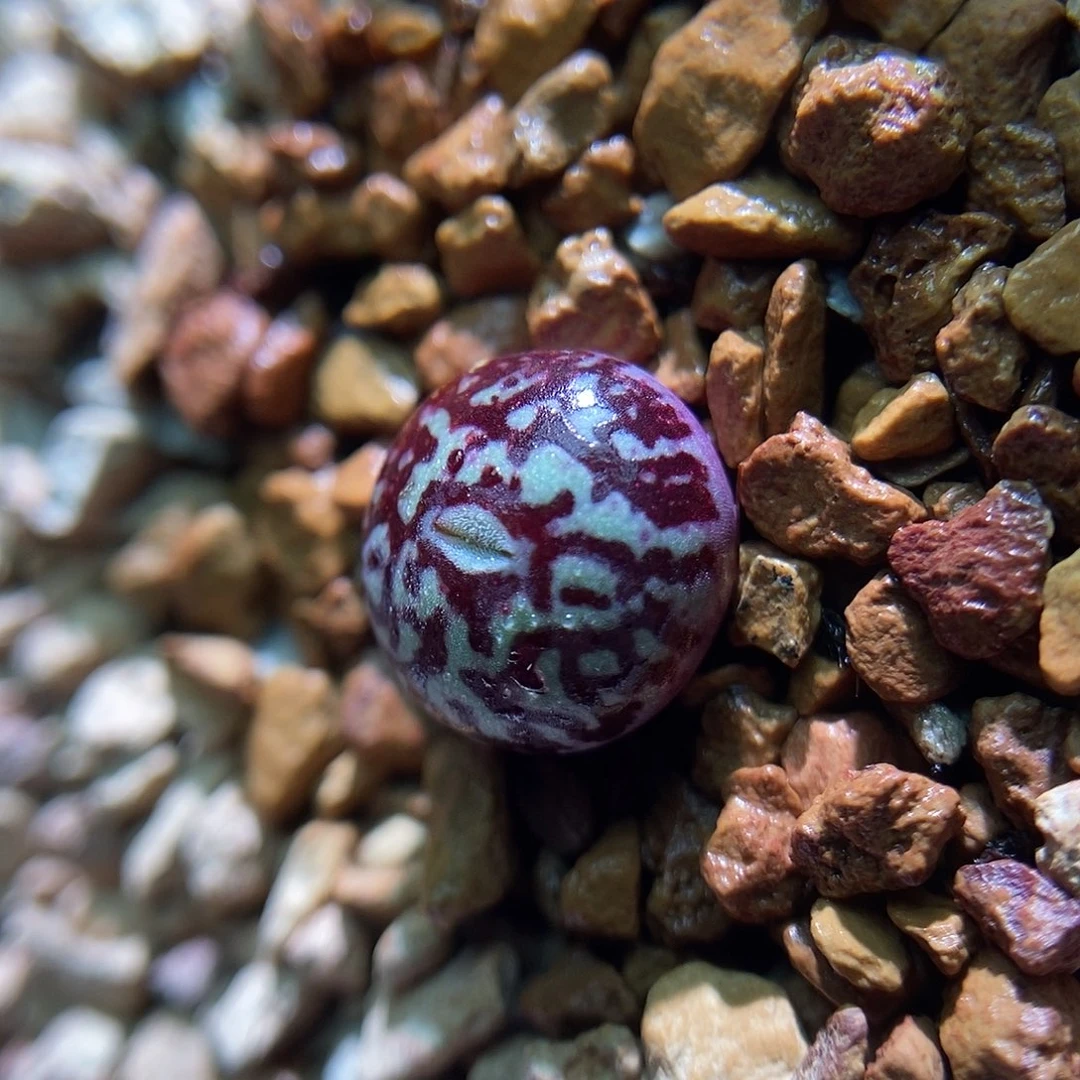 714墨一颗单头包邮