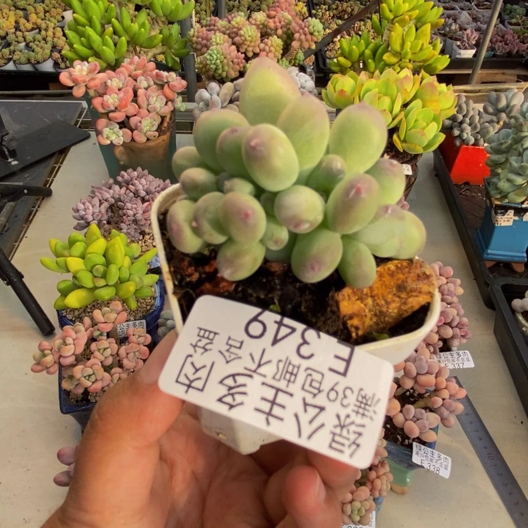349苹果奶四代缀4cm