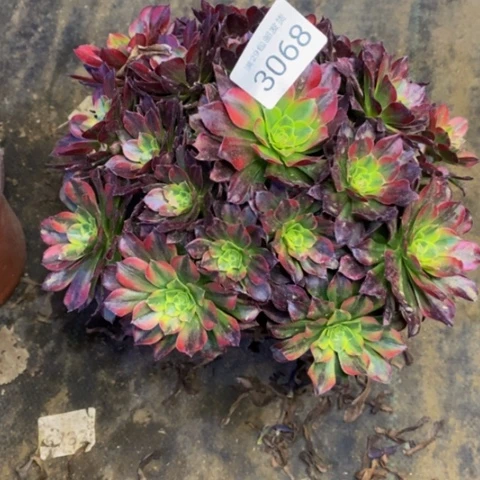 安娜多肉植物3068