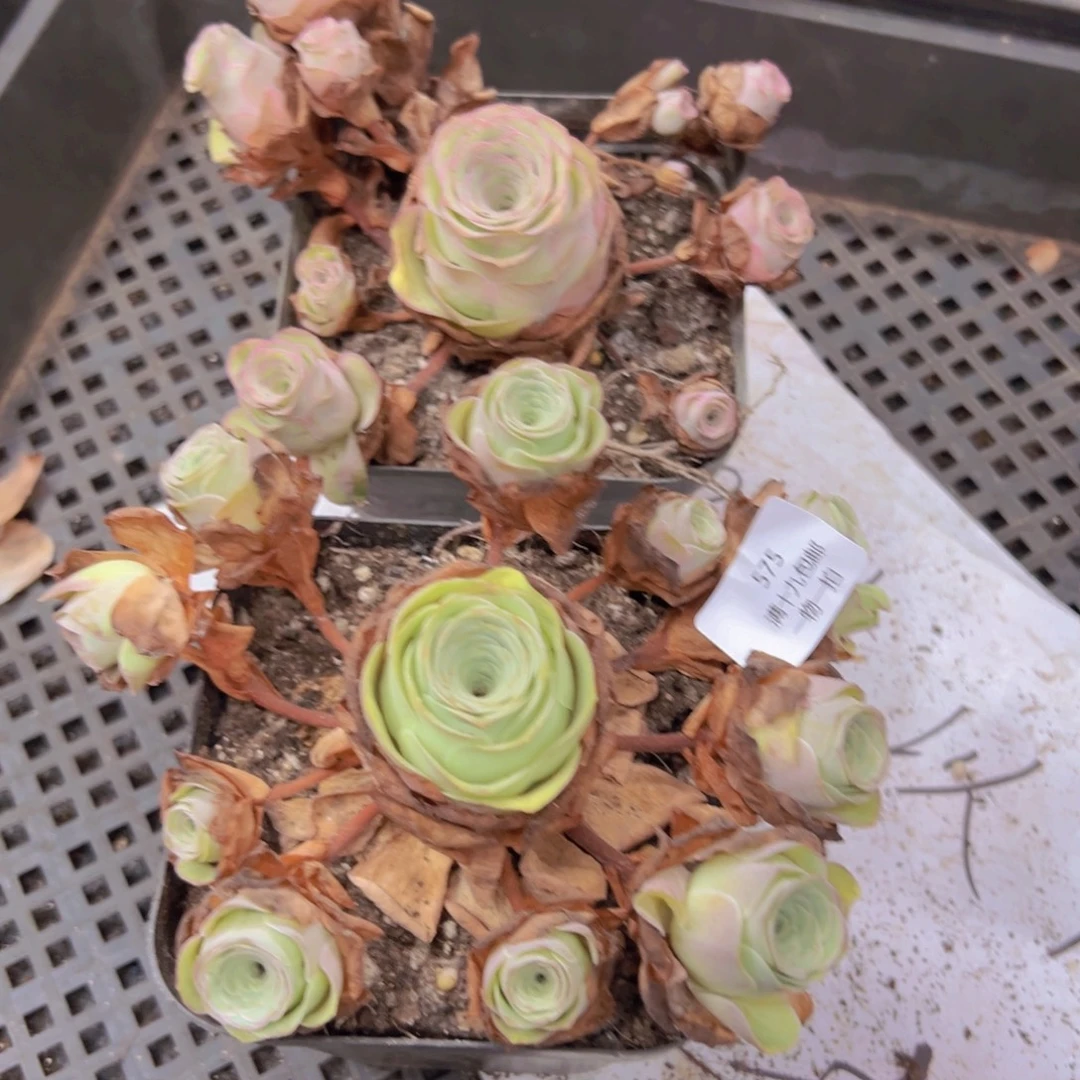 575 侧牙掉了不包损无售后