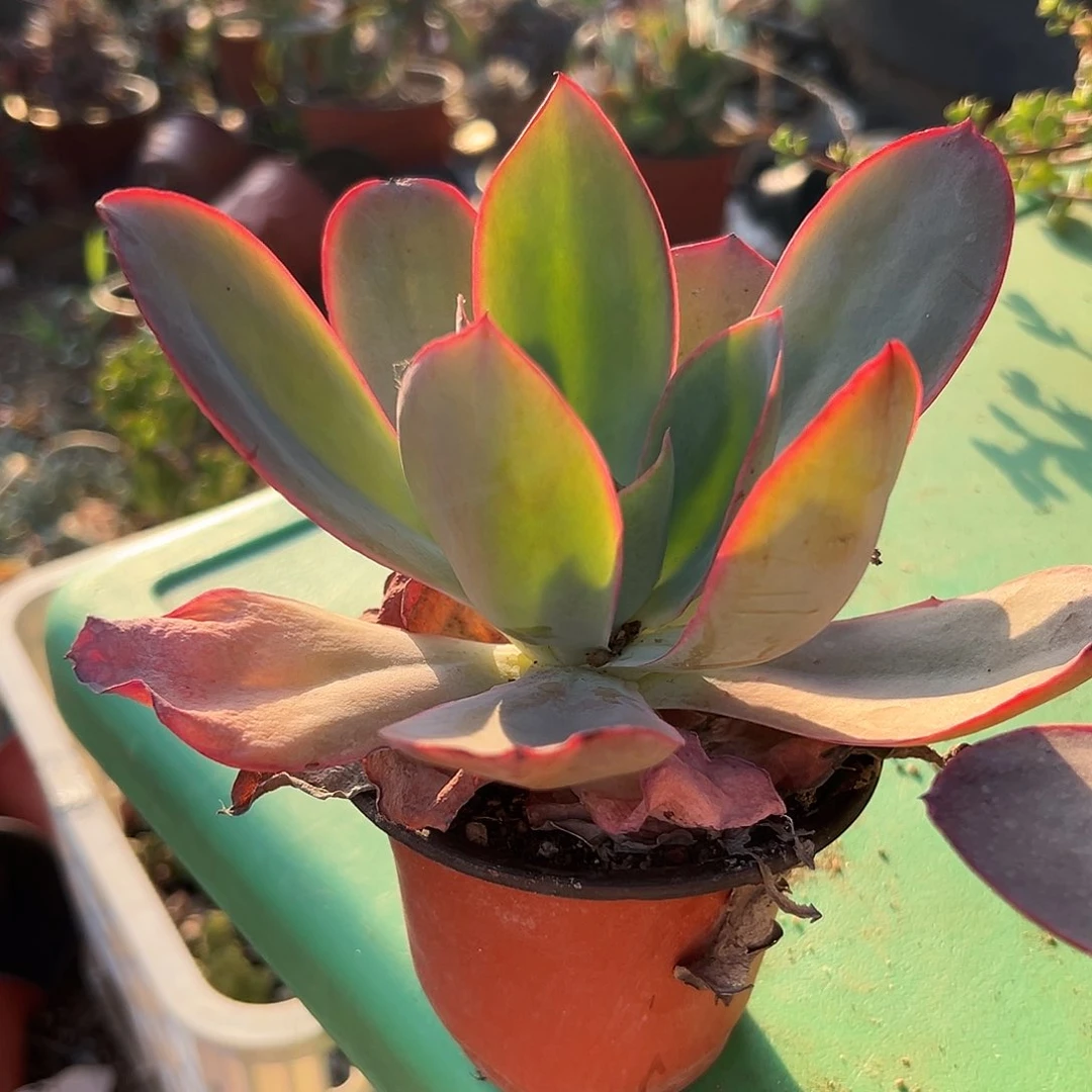 多肉植物肯尼迪单头