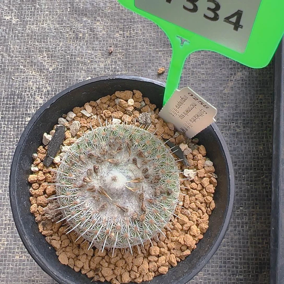 7334侧芽自根乌月裸根发货