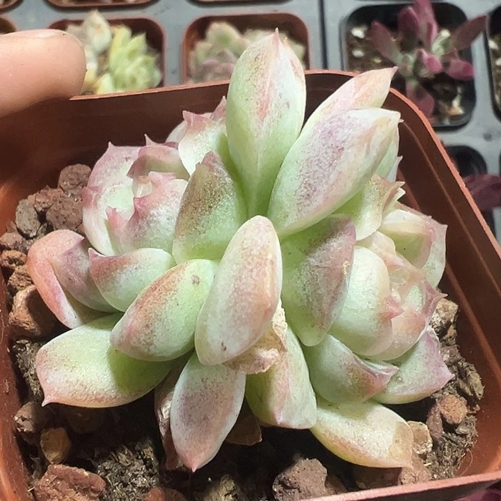 颜如玉精品多肉植物